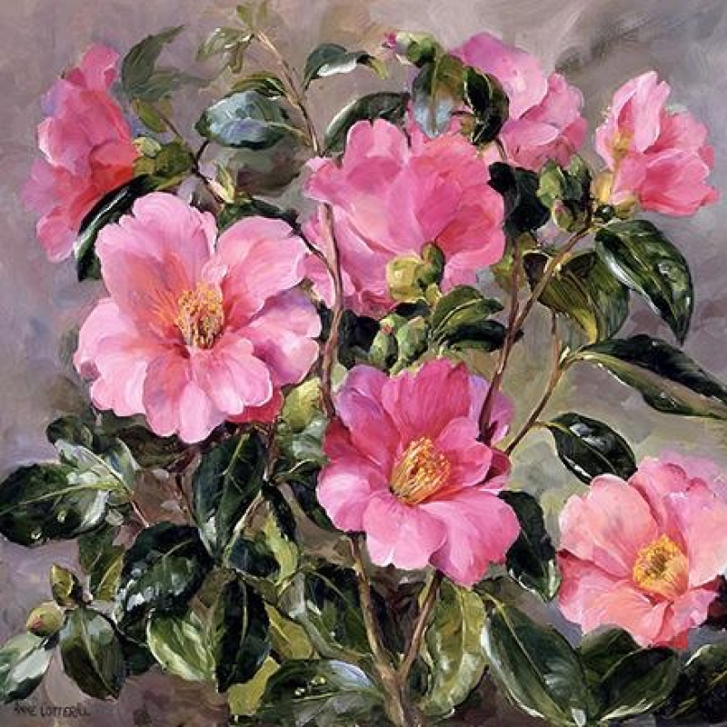 Dubbele kaart met env. Camelia 15x15cm