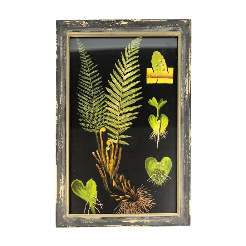 Lijstje hout Varen, 33x23cm