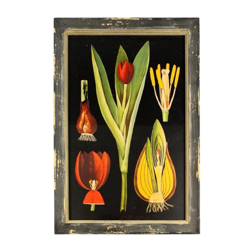 Lijstje hout Tulp, 33x23cm