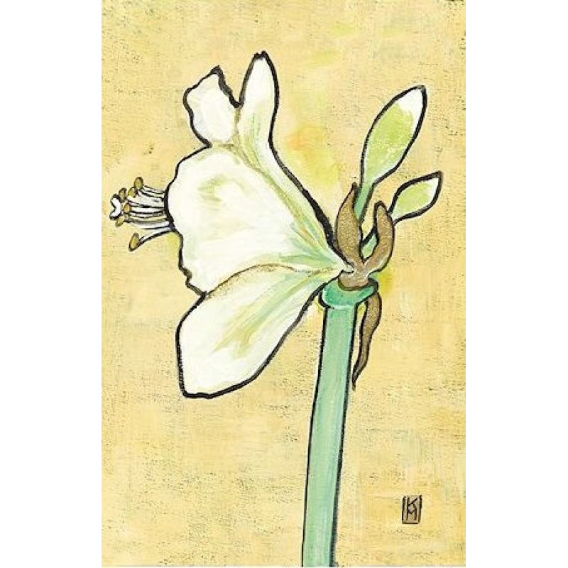 Dubbele kaart met env. Amaryllis 11,5x17,5cm
