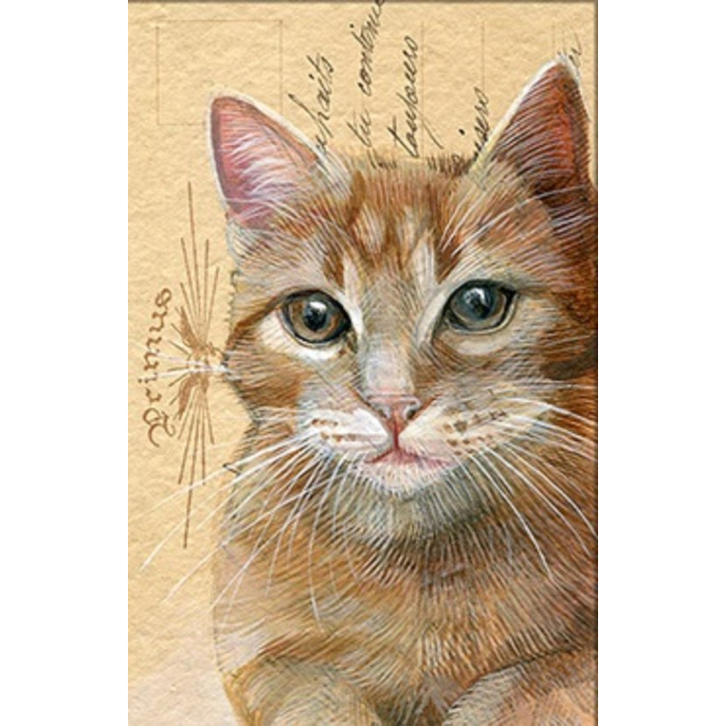 Dubbele kaart met env. Kat rood 11,5x17,5cm