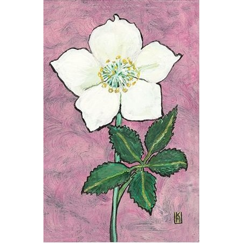 Dubbele kaart met env. Helleborus Niger 11,5x17,5cmv