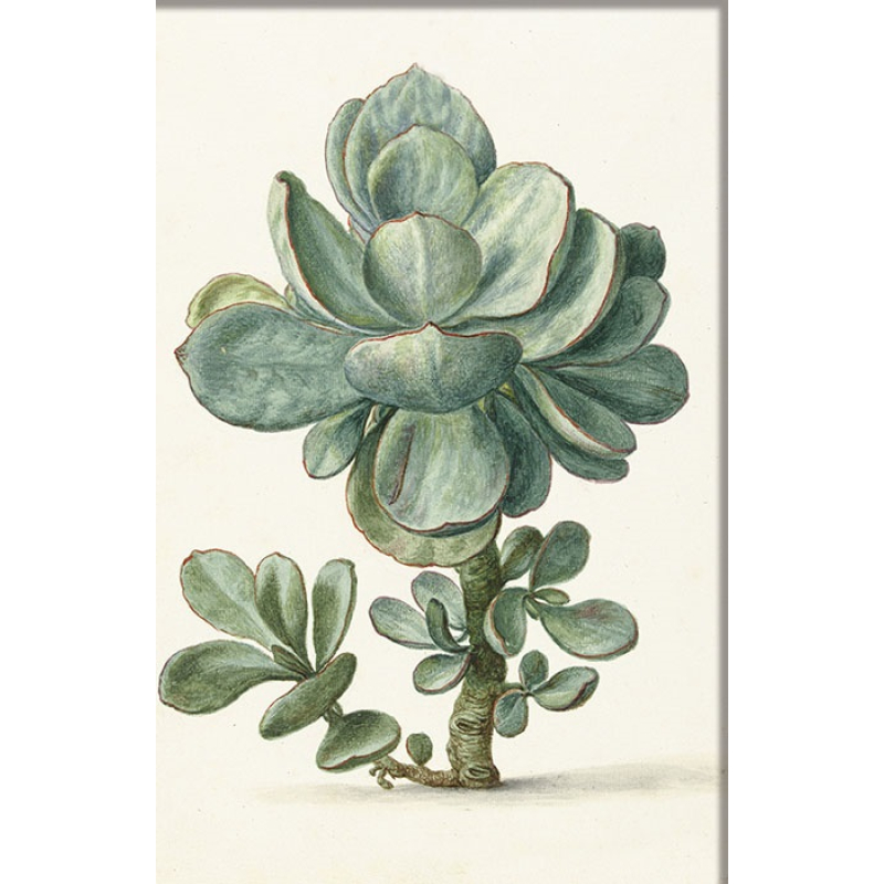 Dubbele kaart met env. Vetplant 11,5x17,5cm