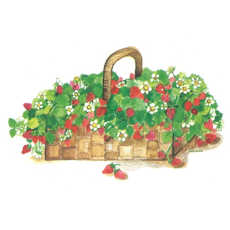 Dubbele kaart met env. Aardbeienmand 15x10,5cm