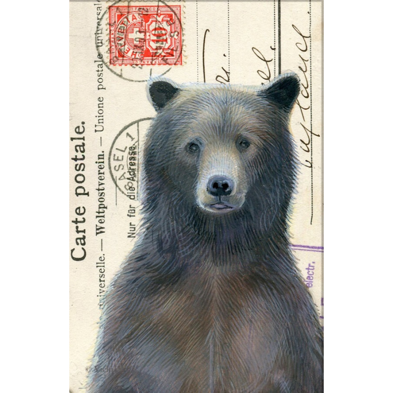 Dubbele kaart met env. Beer 11,5x17,5cm