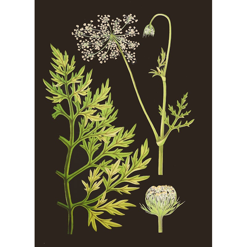 Wandplaat karton botanisch Fluitekruid 50x70cm