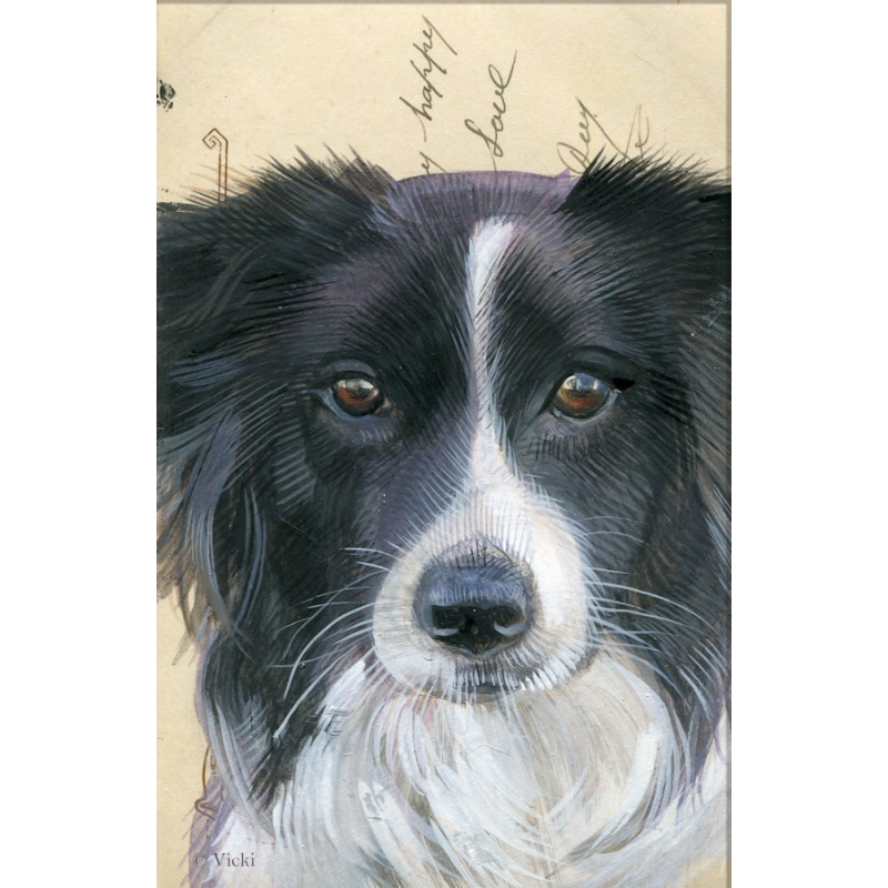 Dubbele kaart met env. Hond Border Collie 11,5x17,5cm